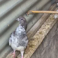 کبوتر یا کفتر سالم حراج