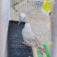 مرغ عشق انگلیسی خوش رنگ سرحال جفت مولد