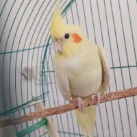 عروس هلندی نر و ماده|پرنده|اراک, |دیوار