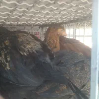 جوجه محلی سلطان جوجه رنگی بلدرچین