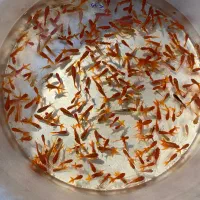 ماهی قرمز|ماهی|شاهرود, |دیوار