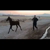 کره مادیان چهارماهه کره سوران ،‌سهراب کبیر|اسب و تجهیزات اسب‌سواری|سیلوانه, |دیوار