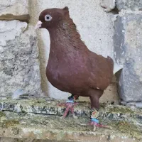 13عدد رنگه آس جفتگاه و پرش