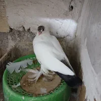 فروش دوعددکله دمبی