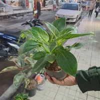 گل رنگارنگ|گل و گیاه طبیعی|کرمانشاه, |دیوار