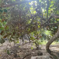 زمین مسکونی دوبر|فروش زمین و ملک کلنگی|امیرکلا, |دیوار