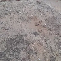 کود گوسفندی