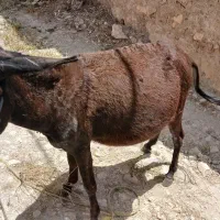 الاغ جوان