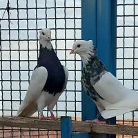 کبوتر طوقی