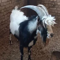 چپیش آلپاین سانن زات دار