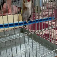 سهره داغسر طلایی|پرنده|تهران, شوش|دیوار