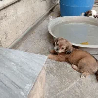 پاکوتای خرسی|سگ|گنبد کاووس, |دیوار