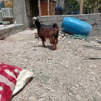 یک بز شکم اول چاق