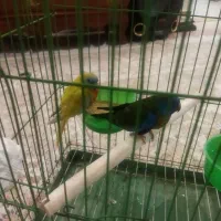 طوطی نئوفما شاهکار زیبایی|پرنده|تهران, شهرک هما|دیوار