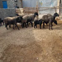 میش وبره|حیوانات مزرعه|پیشوا, |دیوار