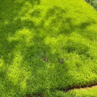 نشا برنج هاشمی