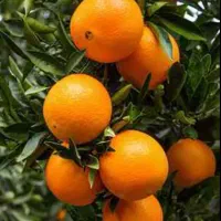 پرتقال تامسون