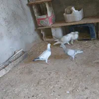 سه عددجوجه کاغذی|پرنده|اسفراین, |دیوار