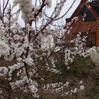 ویلا باغ به متراژ ۱۴۵۰ متر