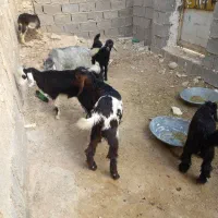 کهره نر وماده|حیوانات مزرعه|برازجان, |دیوار