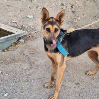 واگذاری سگ ژرمن ماده|سگ|هشتگرد, ایقربلاغ|دیوار