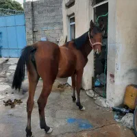 مادیون فروشی