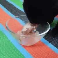 گربه سیاه کوچولو|گربه|یاسوج, |دیوار