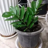 گل طبیعی|گل و گیاه طبیعی|شاهین‌شهر, فردوسی|دیوار