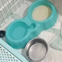 وسایل سگ|لوازم جانبی حیوانات|کرج, مهرویلا جنوبی|دیوار