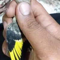یک عدد جوجه سهره نر رسمی