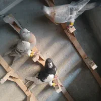 کفتر سوسنی دس اولی