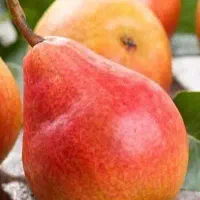 تولید نهال گلابی فورل|خدمات باغبانی و درختکاری|تربت‌حیدریه, میدان مرکزی|دیوار