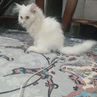 واگذاری یک عدد گربه