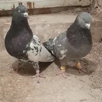 کله دمسیاه و گوک سبز|پرنده|شیراز, ارم|دیوار