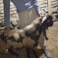 بزنر پاکستانی اصل