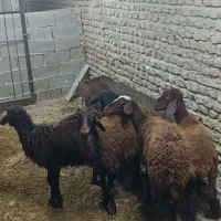 قوچ وبره افشار|حیوانات مزرعه|گنبد کاووس, |دیوار