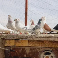 دسته ابلغ سفید|پرنده|شیراز, شهرک قمشه|دیوار