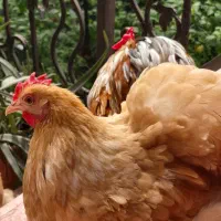 فروش دو جفت مرغ و یک خروس کوشین