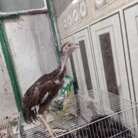 جوجه
