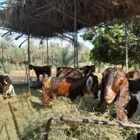 گوسفندپاکستانی|حیوانات مزرعه|جیرفت, |دیوار