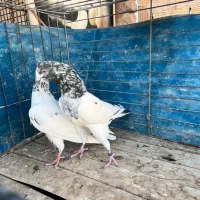 کفتر پرشی|پرنده|اردکان, |دیوار