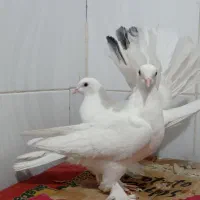 یه جفت زاغ کرمونی کاکلی