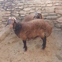 بره|حیوانات مزرعه|کنگاور, |دیوار