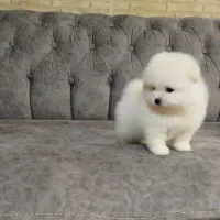 سگ پامرانین خرسی