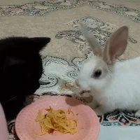 واگذاری خرگوش خانگی|موش و خرگوش|تبریز, |دیوار