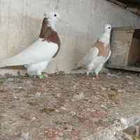 پرنده‌کفتر