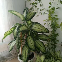 گل دیفن باخیا