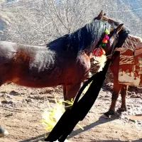 اسب|اسب و تجهیزات اسب‌سواری|دورود, |دیوار