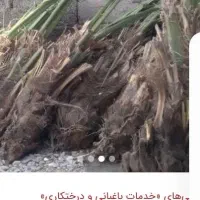 خوشه بری حوشه درخت خرما را با قیمت مناسب