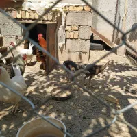 مرغ و خروس محلی|حیوانات مزرعه|مهربان, |دیوار